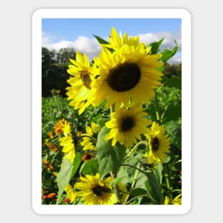 Sunflowers in a field Sticker